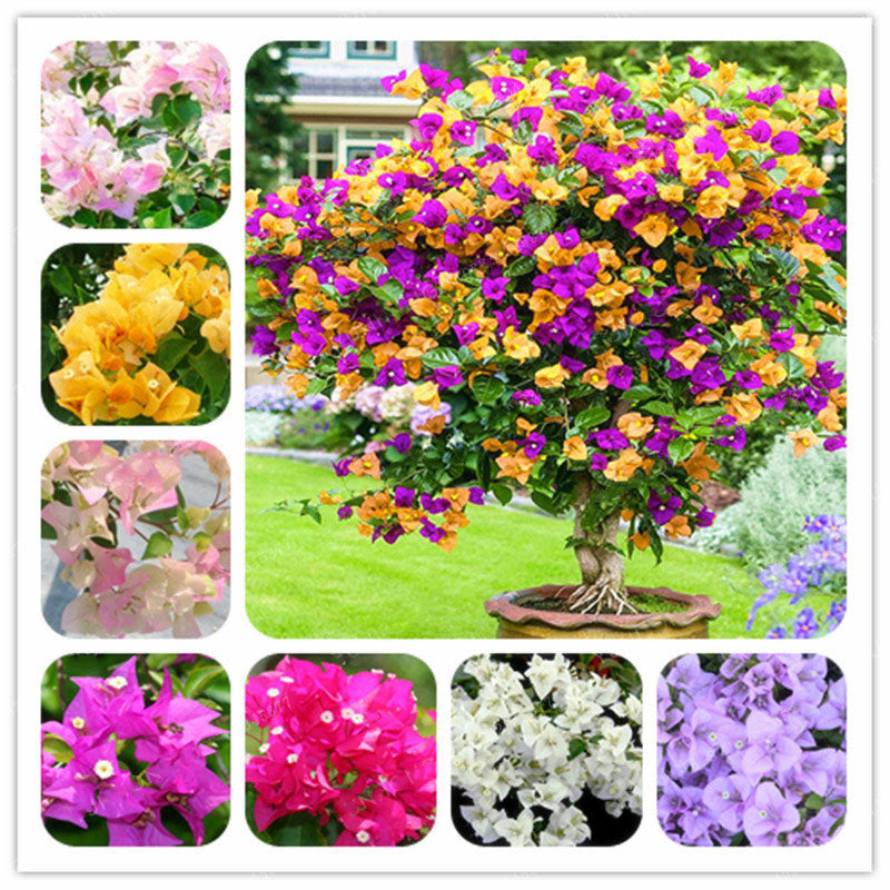 Egrow 100Pcs/Pack Colorful Bougainvillea Flower Seeds Spectabilis Willd Plants Perennial Flower Garden Bonsai Potted Plant