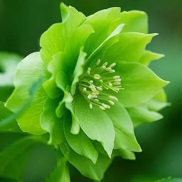 Egrow 100 Pcs/Bag Helleborus Seeds Winter Rose Flower Grow In Winter Rare Flower Seeds Outdoor Plant