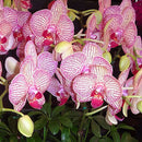 Egrow 200pcs/Bag Phalaenopsis Orchid Seeds Rare Bonsai Plants Flowers Seeds For Home Garden Plants