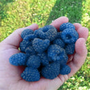 Egrow 4000 Pcs/Pack Mixed Color Raspberry Seeds Each 1000 Pcs for Blue Black Red Yellow Fruit Seed