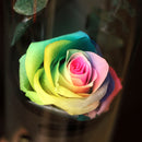 Para Ella Preserved Fresh Rose Flower with Fallen Petals in Glass Dome on a Wooden Base Decorations