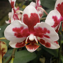 Egrow 200pcs/Bag Phalaenopsis Orchid Seeds Rare Bonsai Plants Flowers Seeds For Home Garden Plants