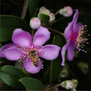 Egrow 50 Pcs/Pack Rhodomyrtus Tomentosa Seeds Rhodomyrtus Tomentosa Tree Semente Plant Rhodomyrtus Tomentosa