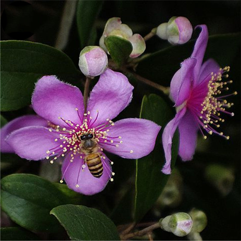 Egrow 50 Pcs/Pack Rhodomyrtus Tomentosa Seeds Rhodomyrtus Tomentosa Tree Semente Plant Rhodomyrtus Tomentosa