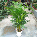Egrow 5 Pcs/Pack Potted Bamboo Seeds Home Decoration Areca Palm Bonsai Butterfly Palm Plants Bonsai