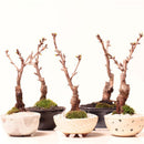 Egrow 10Pcs Japanese Sakura Seeds Pink Plants Cherry Blossoms Flower Bonsai Potted Sakura Tree
