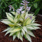 Egrow 100Pcs Hosta Plants Seeds Garden Perennial Green Plants Plantain Lily Flower Seeds Mixed Color
