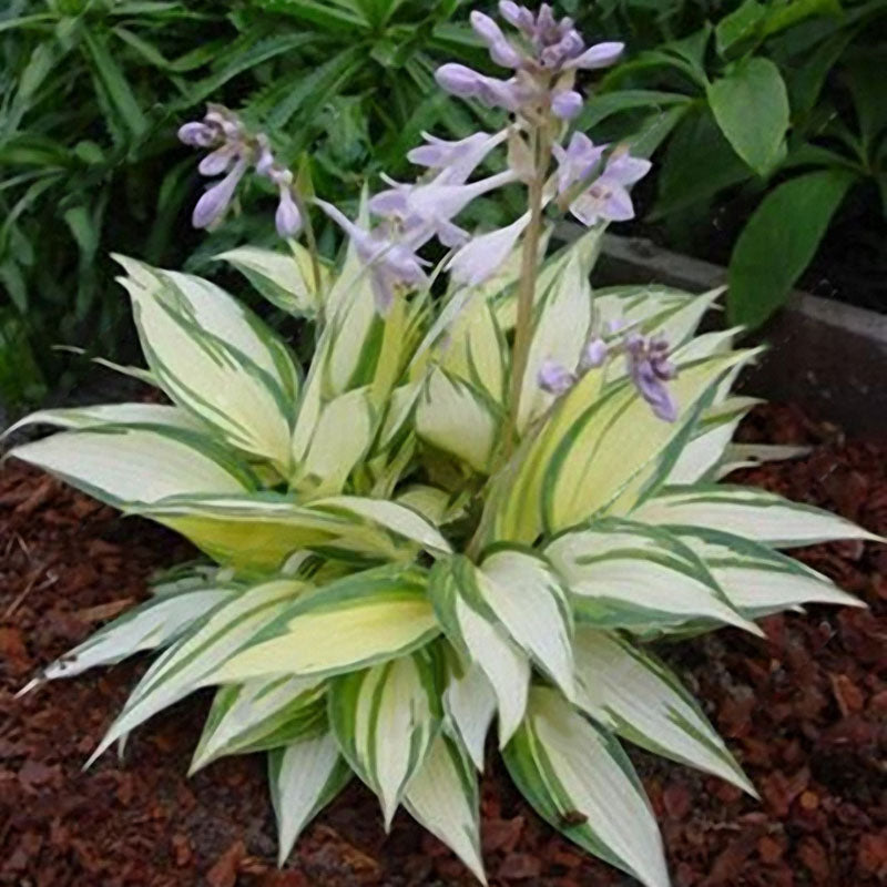 Egrow 100Pcs Hosta Plants Seeds Garden Perennial Green Plants Plantain Lily Flower Seeds Mixed Color
