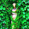 Egrow 100Pcs/Pack Boston Ivy Seeds Garden Climbing Creeper Plants Outdoor Wall Decor Plants