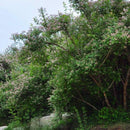 Egrow 50 Pcs/Pack Kolkwitzia Seeds Kolkwitzia Tree Plant Kolkwitzia Amabilis Geaebn