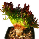 Egrow 100 PCS / Pack Cockscomb Seeds Succulents Bonsai Garden Cactus Flower