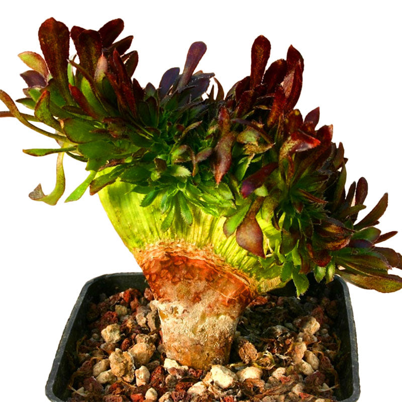 Egrow 100 PCS / Pack Cockscomb Seeds Succulents Bonsai Garden Cactus Flower