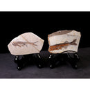 China 150 Million Years Ago Genuine Bony Fosslien Lycoptera Real Fossil Fish Decorations