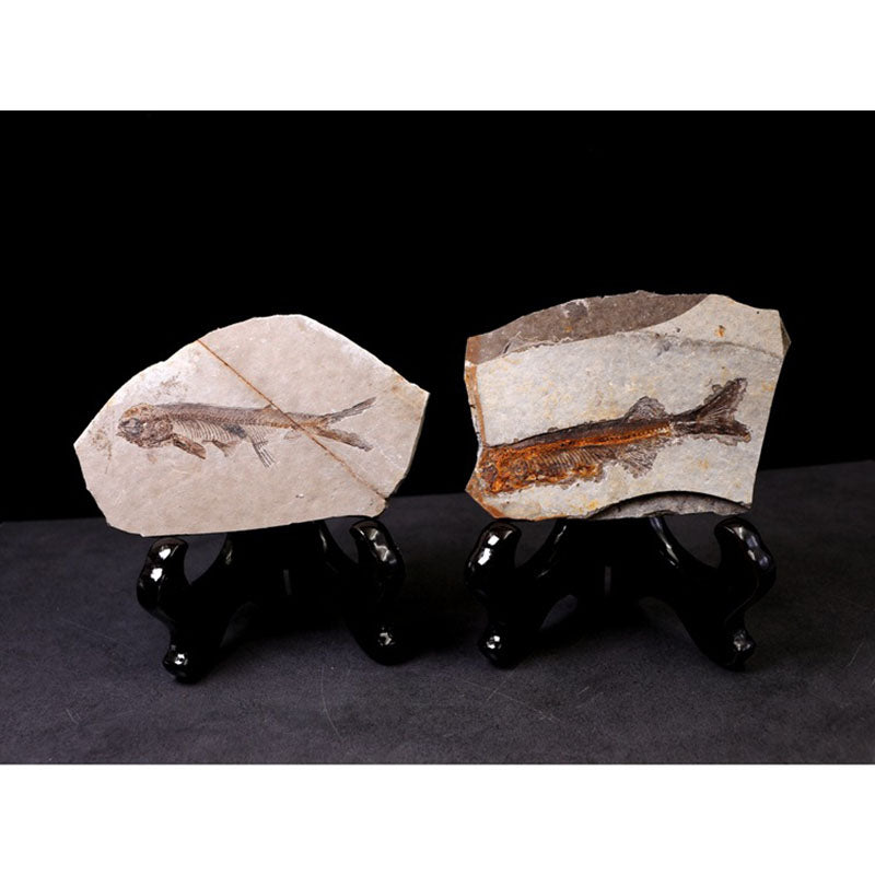 China 150 Million Years Ago Genuine Bony Fosslien Lycoptera Real Fossil Fish Decorations