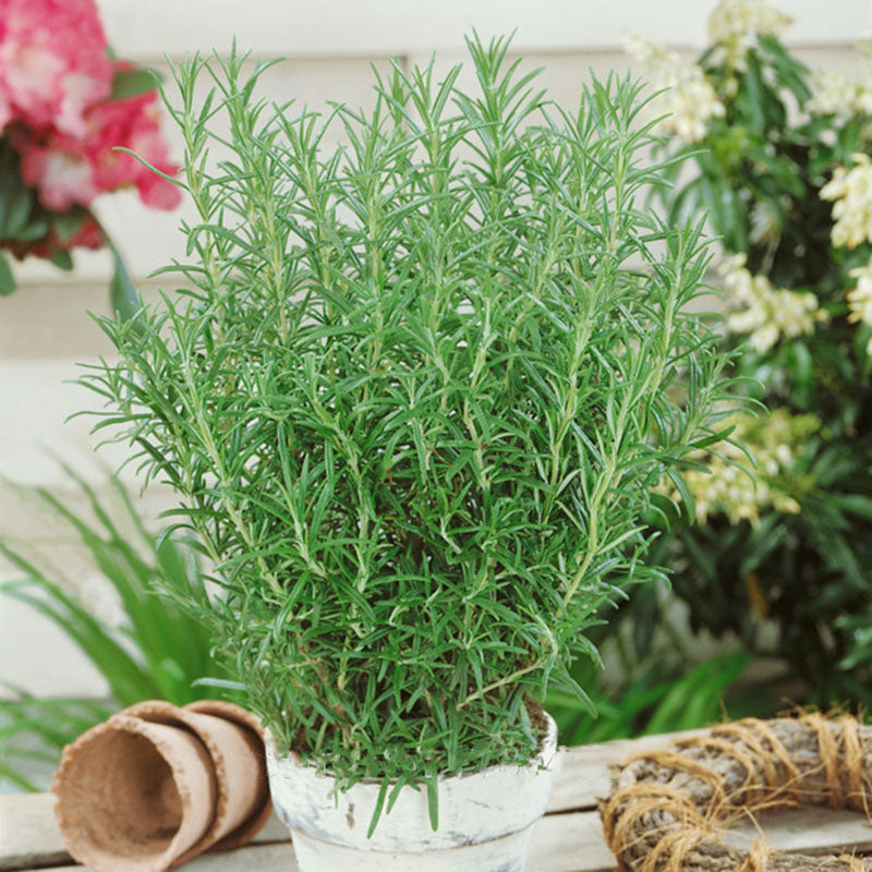 Egrow 100Pcs/Pack Rosemary Seeds Garden Terrace Indoor Potted Bonsai Vanilla Plants Seeds