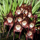 Egrow 200PCS Garden Bonsai Flower Monkey Face Orchids Seeds Indoor Multiple Varieties Plants