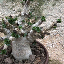 Egrow 2 Pcs/Pack Desert Rose Seeds Adenium Obesum Semillas Bonsai Desert Rose Flower Plant