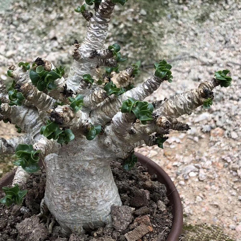 Egrow 2 Pcs/Pack Desert Rose Seeds Adenium Obesum Semillas Bonsai Desert Rose Flower Plant