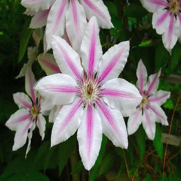 Egrow 100Pcs/Pack Clematis Seeds Potted Clematis Flower Garden Ornamental Plants
