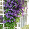 Egrow 100pcs/Pack Mixed Colors Clematis Seeds Flower Vines Bonsai Perennial Climbing Plant
