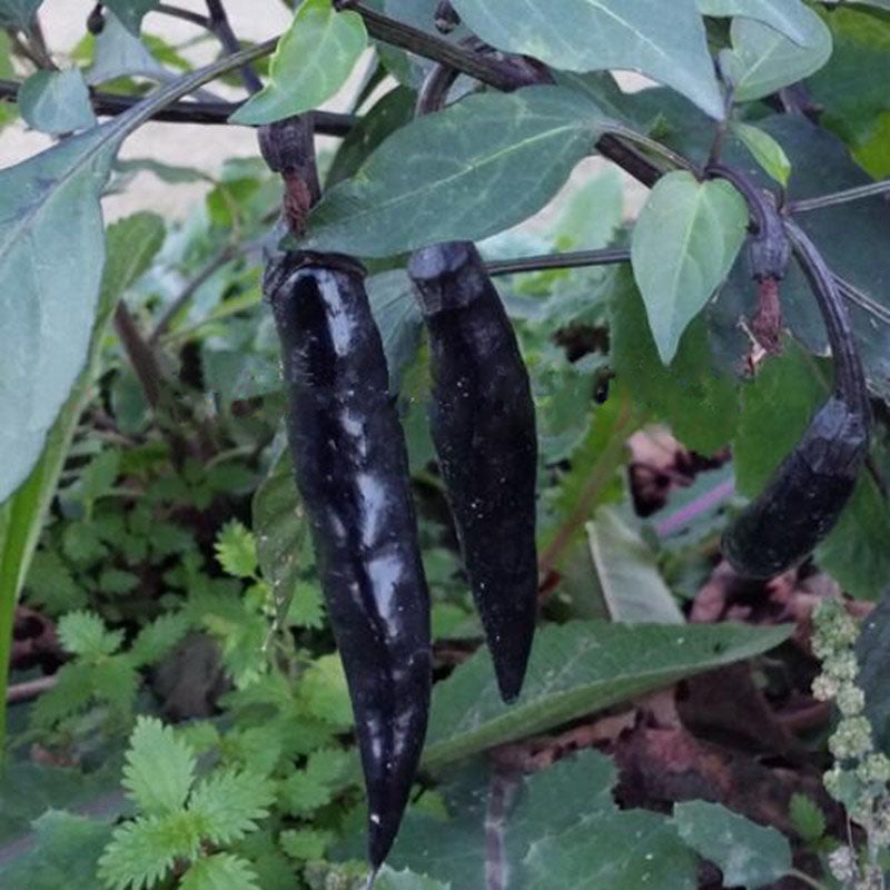 Egrow 100 Pcs/Pack Pepper Seeds Black Cobra Peppers Chili Rare NO-GMO Vegetable For Home Garden