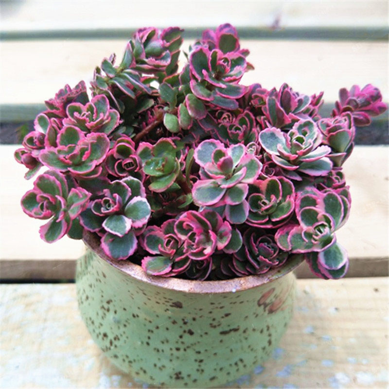 Egrow 100Pcs/Bag Lotus Succulents Seeds Mixed Rose Lithops Phedimus Plants Flowers Seed