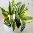 Egrow 400 PCS Garden Bonsai Sansevieria Seeds 100% Genuine Organic Blooming Flower Plant Seed