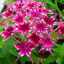 Egrow 50Pcs/Pack Phlox Flower Seeds Garden Courtyard Bonsai Potted DIY Plants Flower Seeds