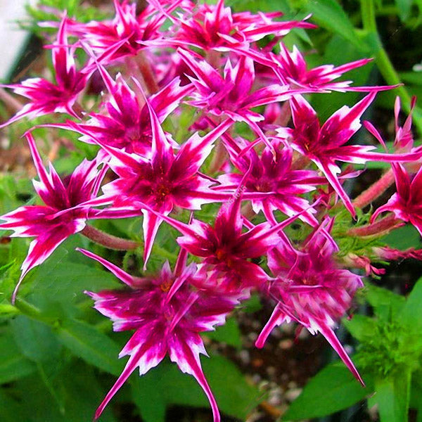 Egrow 50Pcs/Pack Phlox Flower Seeds Garden Courtyard Bonsai Potted DIY Plants Flower Seeds