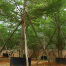 Egrow 30 Pcs/Pack Terminalia Seeds Terminalia Mantaly Tree Madagascar Almond Tree