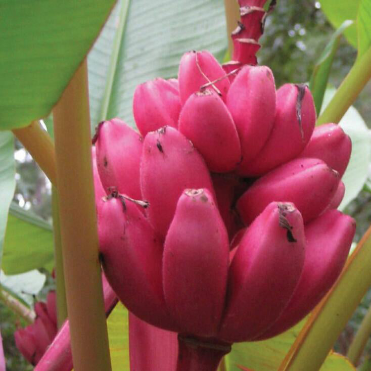 50PCS Red Banana Seeds Outdoor Perennial Interesting Plants Milk Taste Delicious Fruit Seeds