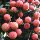 Egrow8Pcs/Bag Litchi Seeds Summer Delicious Fruit Litchi Seeds Nutritious and Delicious Fruit Seeds