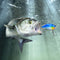 ZANLURE 5 Pcs 6.5cm 14g Fishing Lure Fishing Hook Fishing Tackle Bass Bait