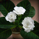 Egrow 100PCS/Pack Gloxinia Seeds 9 Colors Gloxinia Garden Perennial Flowering Plants Sinningia Speciosa Bonsai