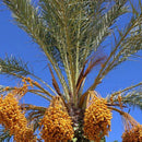 Egrow10Pcs/Bag Rare Medjool Date Seeds Sweet Organic Fruit Seeds Natural Date Palm Tree Seeds