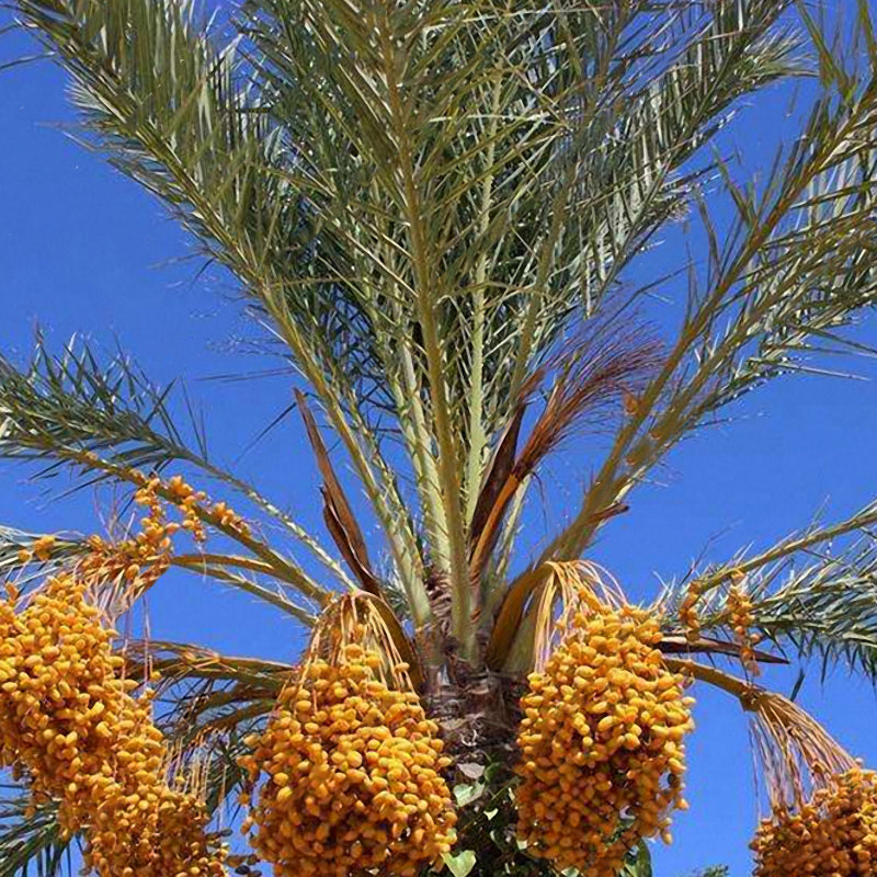 Egrow10Pcs/Bag Rare Medjool Date Seeds Sweet Organic Fruit Seeds Natural Date Palm Tree Seeds