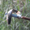 Multifunctional Camping Tableware Spoon Fork Cutter Portable Whistle Bottle Opener Picnic Tool