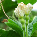 Egrow 20pcs/Bag Bottle Gourd Seeds Annual Garden Beautiful Decorative Plant Seeds Vegetable Seeds