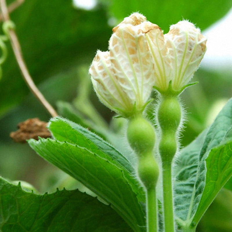 Egrow 20pcs/Bag Bottle Gourd Seeds Annual Garden Beautiful Decorative Plant Seeds Vegetable Seeds