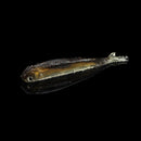 Proberos 10Pcs False Baits Fishing Lures 8.9cm Classic Soft Fishing Baits