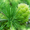 Egrow 50PCS/Pack Pine Seeds Bonsai Larch Pine Tree Plants For Home Garden Potted Perennial Larix Tree Plant In Flower Pot Fast Growing Tree