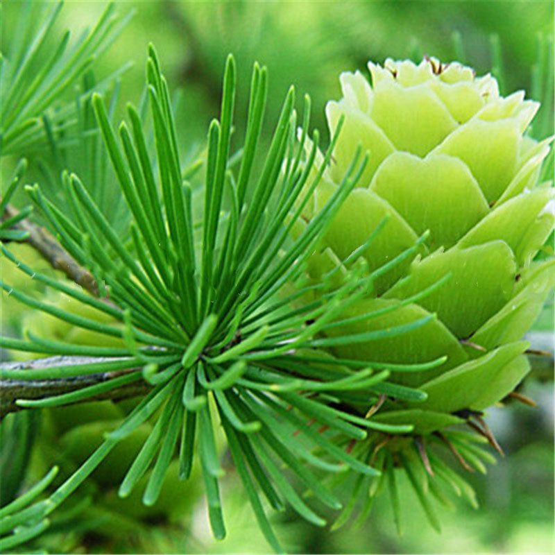 Egrow 50PCS/Pack Pine Seeds Bonsai Larch Pine Tree Plants For Home Garden Potted Perennial Larix Tree Plant In Flower Pot Fast Growing Tree