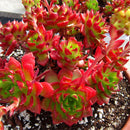 Egrow 100Pcs/Bag Sedeveria Letizia Cactus Seeds Lotus Lithops Succulent Bonsai Potted Flower Seed