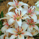 Egrow 50 Pcs/Pack Lily Seeds Lily Bulbs Flower Bulbs Perennials Lelies Exotic Indoor Plants Flower Bulbs Garden Bulbos