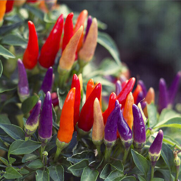 Egrow Mix Color Pepper Seeds Chili Pepper Vegetable Seeds Garden Decoration Bonsai Plant