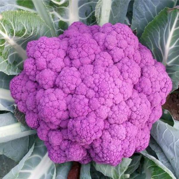 100PCS Graffiti Dark Purple Cauliflower Seeds Vegetable Seeds Yellow/Purple Bonsai Edible