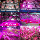 Full Spectrum 10W Pink LED Plant Grow Light Lamp Chip for Garden 9-12V