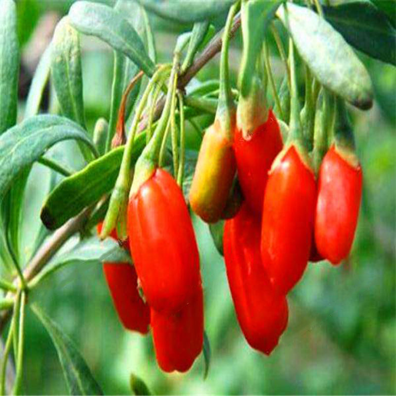 Egrow 100 Pcs/Pack Wolfberry Seeds Outdoor Wolfberry Organic Heirloom Fruit For Garden DIY Lycium Chinense Herb Plant Medlar