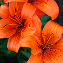 Egrow 50 Pcs/Pack Lily Seeds Lily Bulbs Flower Bulbs Perennials Lelies Exotic Indoor Plants Flower Bulbs Garden Bulbos