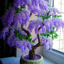 Egrow 10Pcs/Pack Wisteria Seeds Purple Wisteria Tree Rare Indoor Perennial Ornamental Wisteria Flower Potted Planting for Home Garden